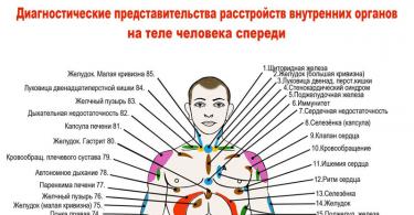Расположение внутренних органов человека