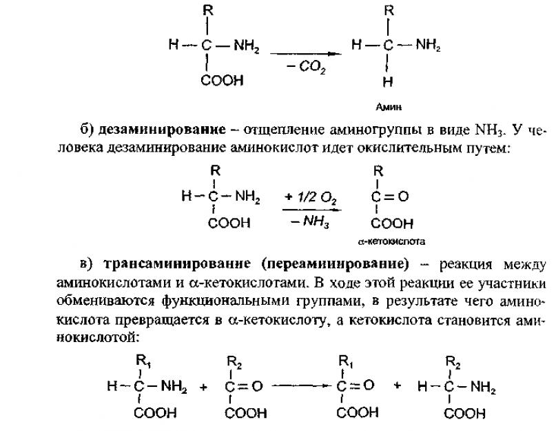 Синтез жиров и углеводов происходит в. Синтез триглицеридов из углеводов. Этапы синтеза жиров из углеводов. Клеточное строение мышечного волокна