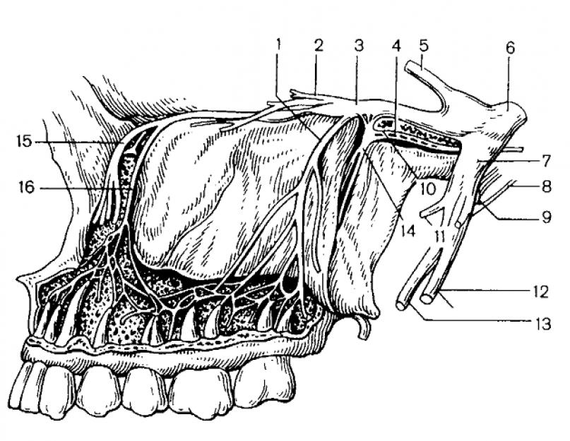 Иннервация зубочелюстной системы. Анатомия нижней челюсти, кровоснабжение и иннервация. Строение тканей зуба